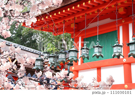 Ancient pavilion, bronze lanterns and blooming sakura branches in Fushimi Inari shrine. Spring time in Kyoto, Japan. Sakura blossom season. Cherry blossoming season in Asia. Japanese hanami festival 111030101