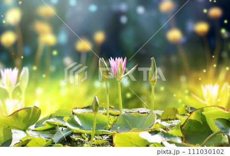 Horizontal banner with blossoming lotus flower on sunny nature spring background. Summer scene with lily flower in rays of sunlight. Close-up or macro. A picturesque colorful photo with a soft focus 111030102