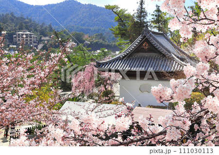 Pavilion in Itsukushima shrine and sakura blossom trees. Sakura blossom season in Miyajima island, Hiroshima, Japan. Traditional japanese hanami festival. Spring cherry blossoming season in Asia 111030113