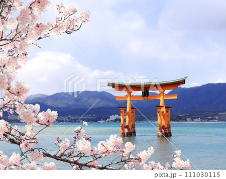 Branch of the blooming sakura with white flower and Torii gate, Itsukushima Shrine, Miyajima island, Hiroshima, Japan. Spring sakura blossoming season in Japan 111030115