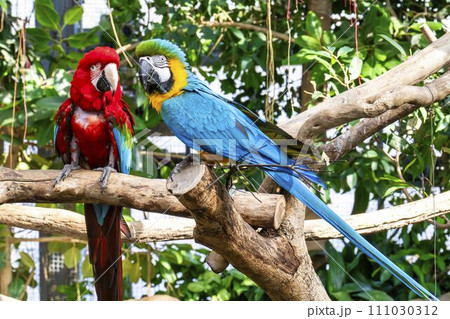 鮮やかなベニコンゴウインコとルリコンゴウインコ　神戸どうぶつ王国　兵庫県神戸市 111030312