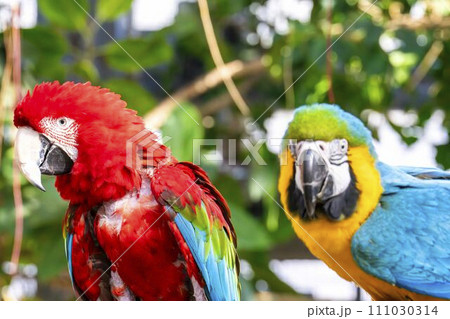 鮮やかなベニコンゴウインコとルリコンゴウインコ　神戸どうぶつ王国　兵庫県神戸市 111030314