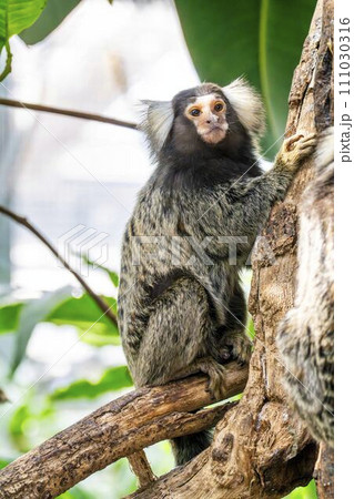 かわいい動きのコモンマーモセット　神戸どうぶつ王国　兵庫県神戸市 111030316