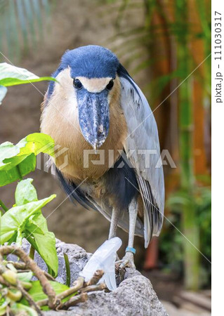 じっとしているヒロハシサギ　神戸どうぶつ王国　兵庫県神戸市 111030317