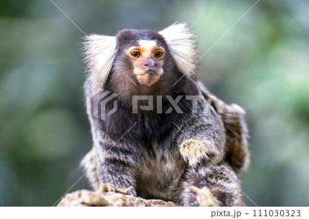 可愛い動きのコモンマーモセット　神戸どうぶつ王国　兵庫県神戸市 111030323