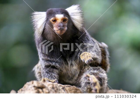可愛い動きのコモンマーモセット　神戸どうぶつ王国　兵庫県神戸市 111030324