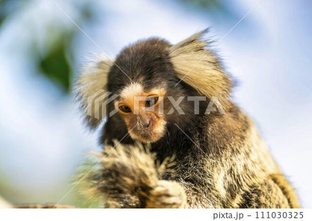 可愛い動きのコモンマーモセット　神戸どうぶつ王国　兵庫県神戸市 111030325