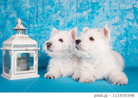 Two West Highland White Terrier dogs puppies with lantern candlestick on blue background Two West Highland White Terrier dogs puppies with lantern candlestick on blue background 111030396