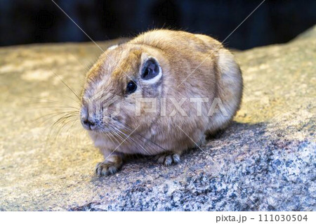 可愛い動きのグンディ　神戸どうぶつ王国　兵庫県神戸市 111030504