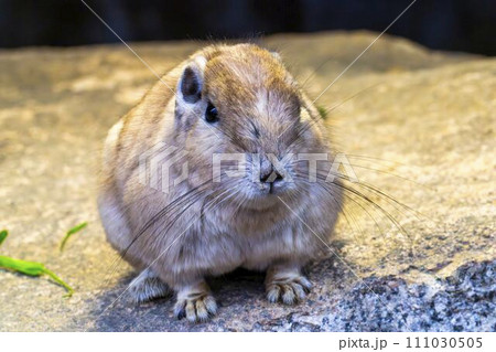 可愛い動きのグンディ 神戸どうぶつ王国 兵庫県神戸市 可愛い動きのグンディ 神戸どうぶつ王国 兵庫県神戸市 111030505