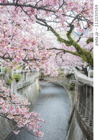 熱海桜 熱海桜 111030569