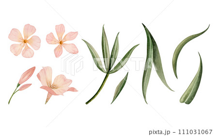 Peach fuzz oleander flowers and green leaves watercolor illustration set in pastel pink color. Branch with buds botanical floral clipart 111031067