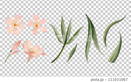 Peach fuzz oleander flowers and green leaves watercolor illustration set in pastel pink color. Branch with buds botanical floral clipart 111031067