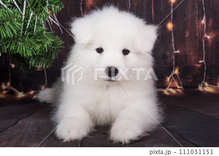 Samoyed puppy with Christmas tree. Christmas greeting card with Samoyed dog. Happy New Year 111031151
