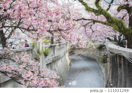 熱海桜 熱海桜 111031299
