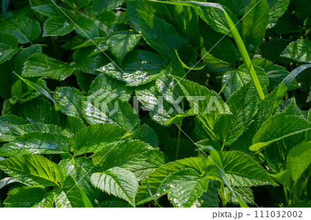 Green leaf texture. Green leaves pattern background. Natural background and wallpaper 111032002