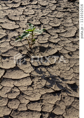 Wall texture soil dry crack pattern of drought lack of water of nature brown old broken background Wall texture soil dry crack pattern of drought lack of water of nature brown old broken background 111032016