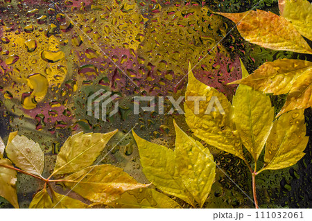 abstract background fall, glass drops autumn yellow leaves wet october weather 111032061