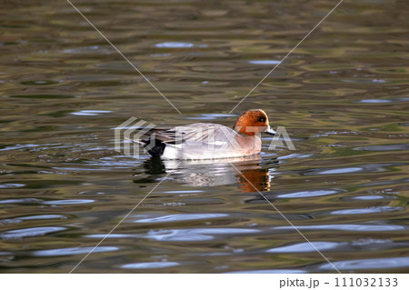 前橋公園のヒドリガモ 前橋公園のヒドリガモ 111032133
