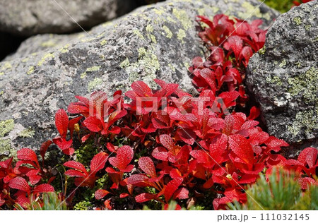 深紅に染まるウラシマツツジ 深紅に染まるウラシマツツジ 111032145