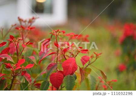 Red poinsettia glowing in a garden during winter in Northern of Thailand 111032296