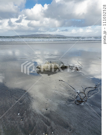 Dead seal lying on Narin beach by Portnoo - County Donegal, Ireland. 111032528