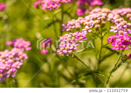 可愛らしいハゴロモソウの花 111032759