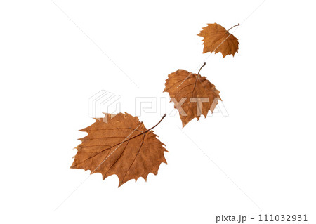 Three autumn leaves isolated on white. Three autumn leaves isolated on white. 111032931
