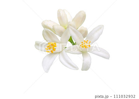 Orange tree blossom isolated on white 111032932