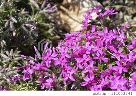 Creeping Phlox Atropurpurea 111033541
