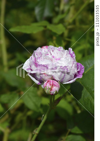 Rose Variegata di Bologna Rose Variegata di Bologna 111033585