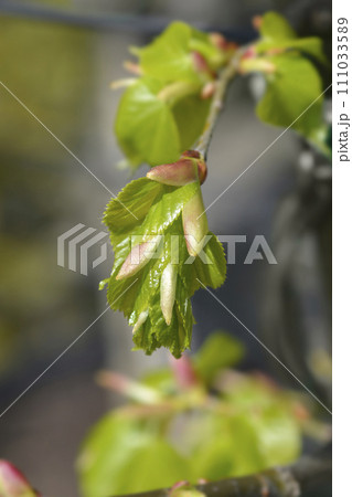 Small-leaved lime 111033589