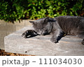 昼寝をする野良猫 111034030