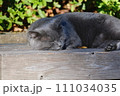 昼寝をする猫 111034035