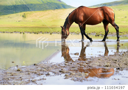 熊本 阿蘇 草千里の馬 一部AI生成 熊本 阿蘇 草千里の馬 一部AI生成 111034197