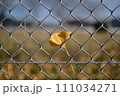 銀杏の葉 111034271