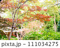 紅葉と緑 111034275