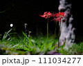 夜中の彼岸花 111034277