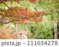 紅葉の風景 111034278