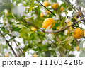 レモン 111034286