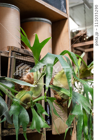 観葉植物 鹿 シカ 111035290