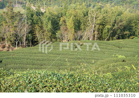 ティー 紅茶 茶 111035310