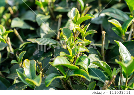 ティー 紅茶 茶 111035311