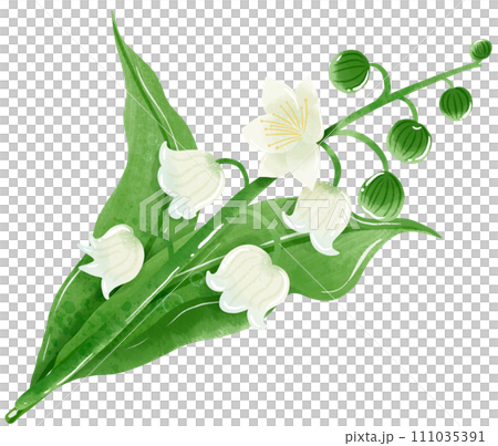 A composition of lilies of the valley Hand Drawn Watercolor illustration of spring flowers botanical drawing postcards, invitations to weddings, birthdays, spring and summer 111035391