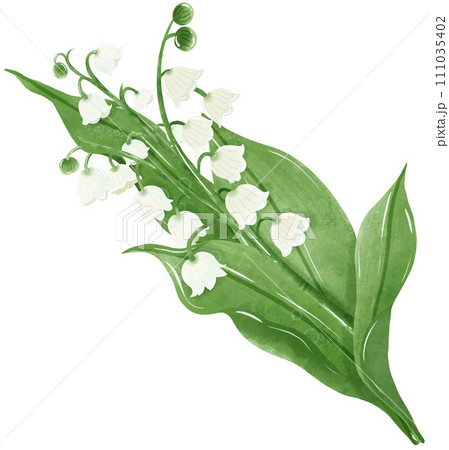A composition of lilies of the valley Hand Drawn Watercolor illustration of spring flowers botanical drawing postcards, invitations to weddings, birthdays, spring and summer A composition of lilies of the valley Hand Drawn Watercolor illustration of spring flowers botanical drawing postcards, invitations to weddings, birthdays, spring and summer 111035402