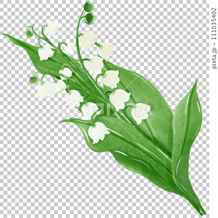 A composition of lilies of the valley Hand Drawn Watercolor illustration of spring flowers botanical drawing postcards, invitations to weddings, birthdays, spring and summer A composition of lilies of the valley Hand Drawn Watercolor illustration of spring flowers botanical drawing postcards, invitations to weddings, birthdays, spring and summer 111035402