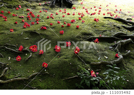 落ち椿 落ち椿 111035492