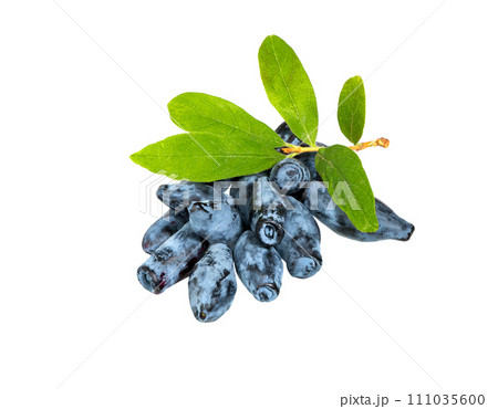 Blue honeysuckle berries 111035600