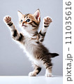 飛びかかろうとする子猫 111035616