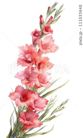 Beautiful watercolor bouquet of gladioli isolated 111035648